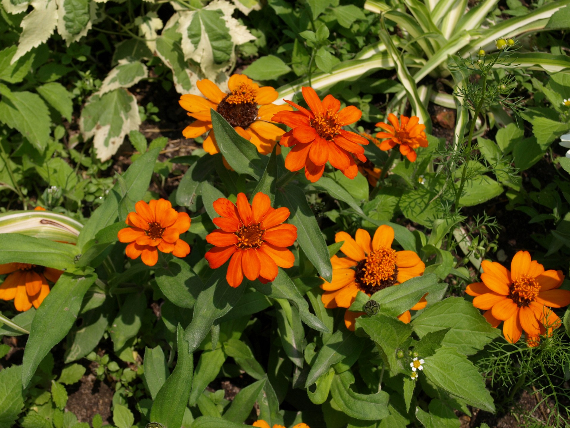 Orange Bloom